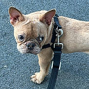 Crash is registered to the contest to win money with this photo: dog, french_bulldog, puppy, leash, outdoor, pet, animal, brown_fur, ears, walking, curious, asphalt, canine, young_dog, closeup, companion, cute, small_dog, face, expression