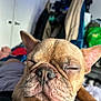 Crash joined the competition — help win amazing prizes! dog, french_bulldog, sleeping, close_up, paw, indoor, pet, resting, face, nose, whiskers, ears, cozy, background, blurred, fur, animal, cute, relaxed, companion