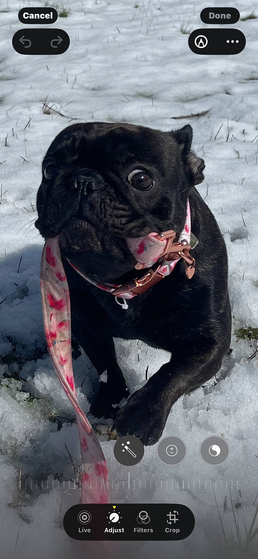 animal, black_dog, canine, closeup, collar, cute, dog, grass, leash, motion, nature, outdoor, pet, pet_accessory, playful, portrait, pug, snow, walking, winter