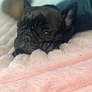 Amor is registered to the contest to win money with this photo: french_bulldog, dog, pet, sleepy, cozy, blanket, pink_blanket, paw, wrinkled_face, close_up, resting, cute, indoor, soft_texture, relaxed, animal, mammal, companion, fur, portrait