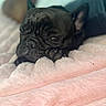 animal, blanket, close_up, companion, cozy, cute, dog, french_bulldog, fur, indoor, mammal, paw, pet, pink_blanket, portrait, relaxed, resting, sleepy, soft_texture, wrinkled_face