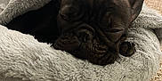 Amour is registered to the contest to win money with this photo: dog, french_bulldog, pet_bed, sleeping, cozy, indoor, carpet, fluffy, resting, paw, blanket, fur, animal, cute, relaxed, brown, small_dog, snout, face, comfort