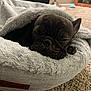 dog, french_bulldog, pet_bed, sleeping, cozy, indoor, carpet, fluffy, resting, paw, blanket, fur, animal, cute, relaxed, brown, small_dog, snout, face, comfort