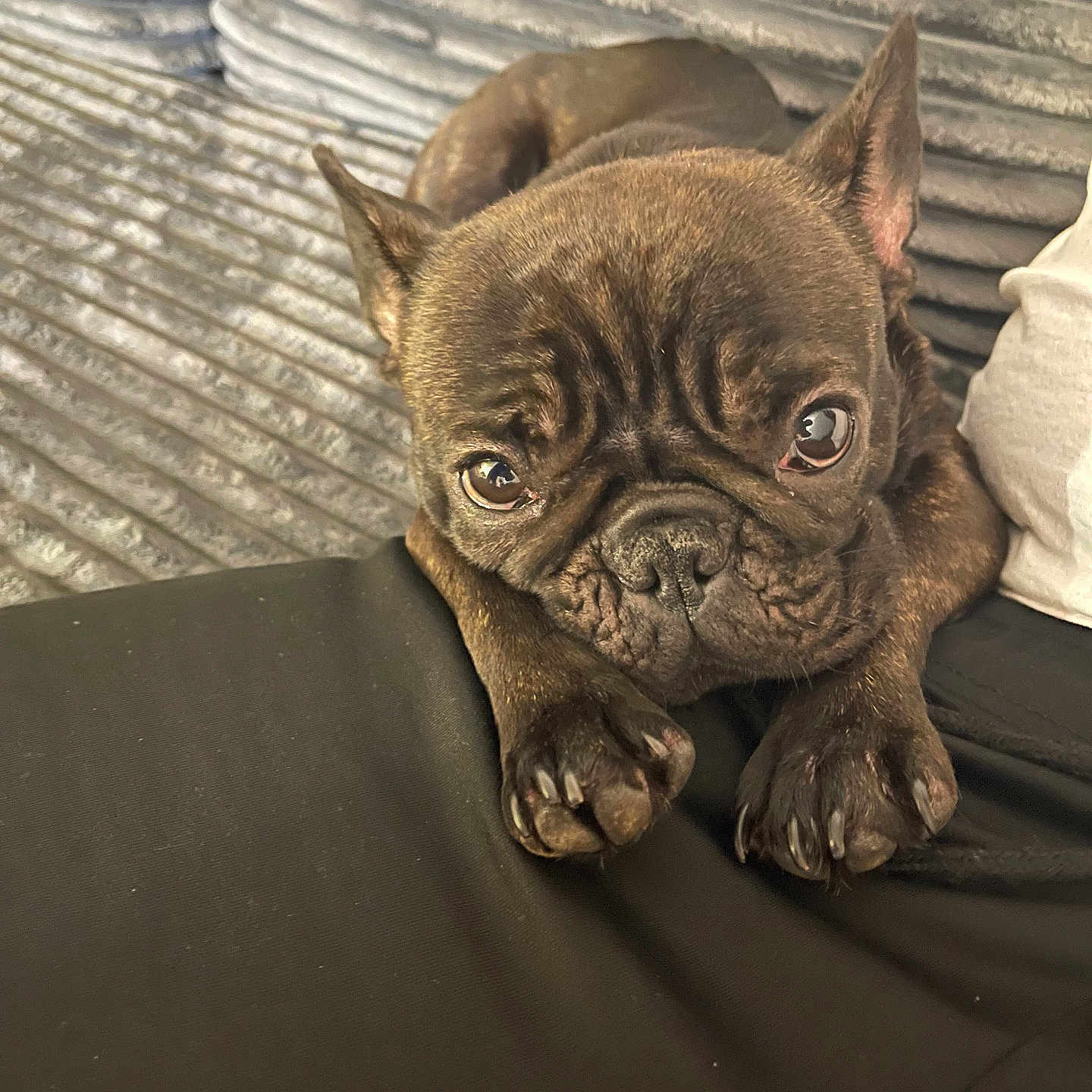 Amour is registered to the contest to win money with this photo: animal, brown, canine, closeup, companion, couch, cute, dog, domestic_animal, ears, face, french_bulldog, fur, indoor, paw, pet, puppy, relaxed, resting, sofa