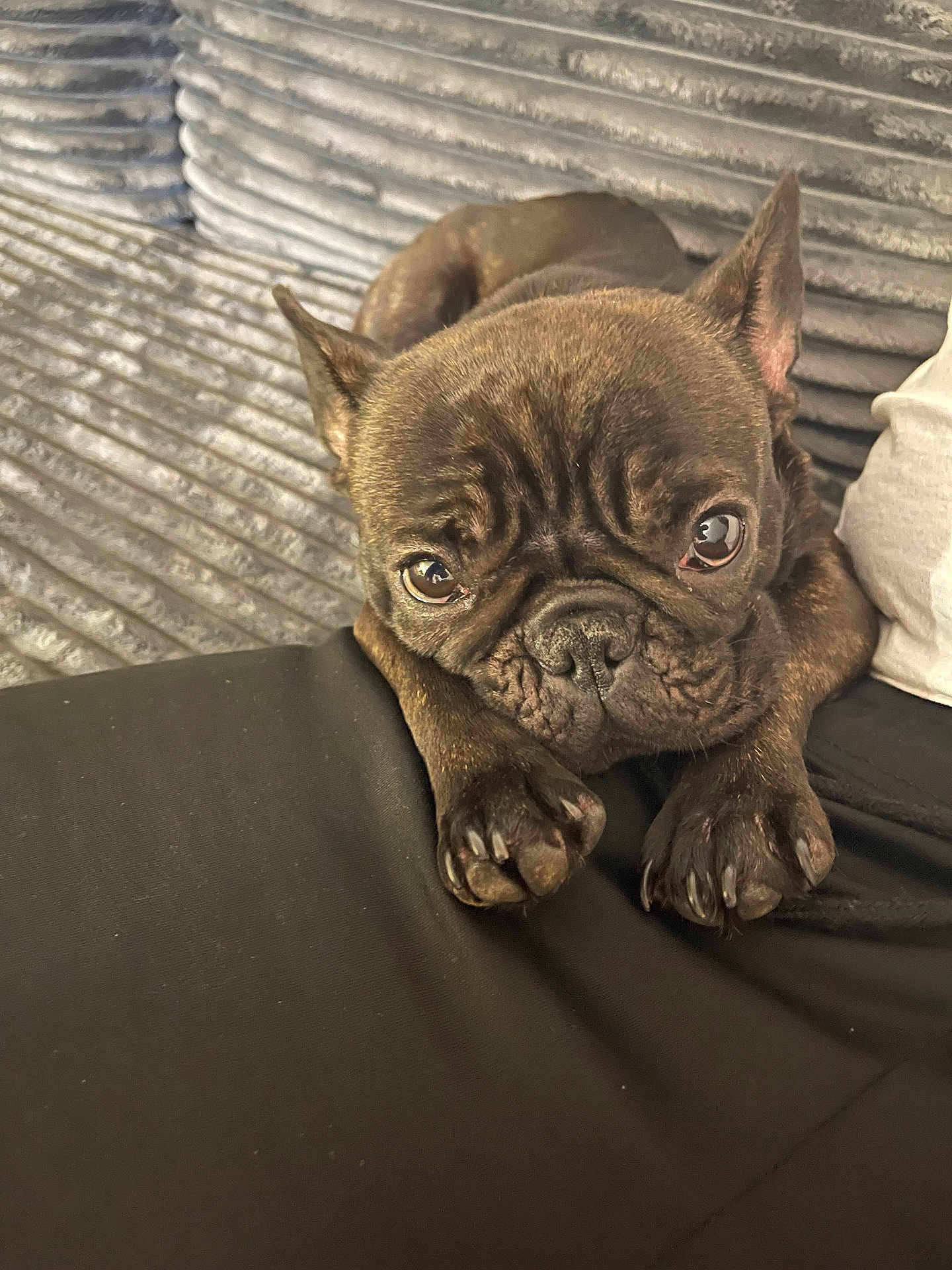 Amour is registered to the contest to win money with this photo: dog, french_bulldog, puppy, pet, indoor, couch, sofa, brown, fur, paw, ears, face, closeup, resting, cute, animal, domestic_animal, canine, companion, relaxed