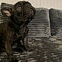 Amour joined the competition — help win amazing prizes! dog, french_bulldog, puppy, black_dog, pet, indoor, couch, texture, fur, ears, eyes, nose, animal, looking_up, sitting, home, cozy, blanket, furniture, curious