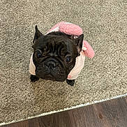 Amour is registered to the contest to win money with this photo: dog, french_bulldog, black_dog, pet, carpet, floor, indoor, cute, wide_eyes, clothing, pink_outfit, small_dog, looking_up, animal, companion, adorable, fur, ears, expression, home