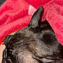 Amour is registered to the contest to win money with this photo: dog, brindle, blanket, red_blanket, snuggling, resting, close_up, fur, pet, cozy, indoors, sleeping, animal, comfort, fabric, floral_pattern, black_fur, ear, paw, soft_texture
