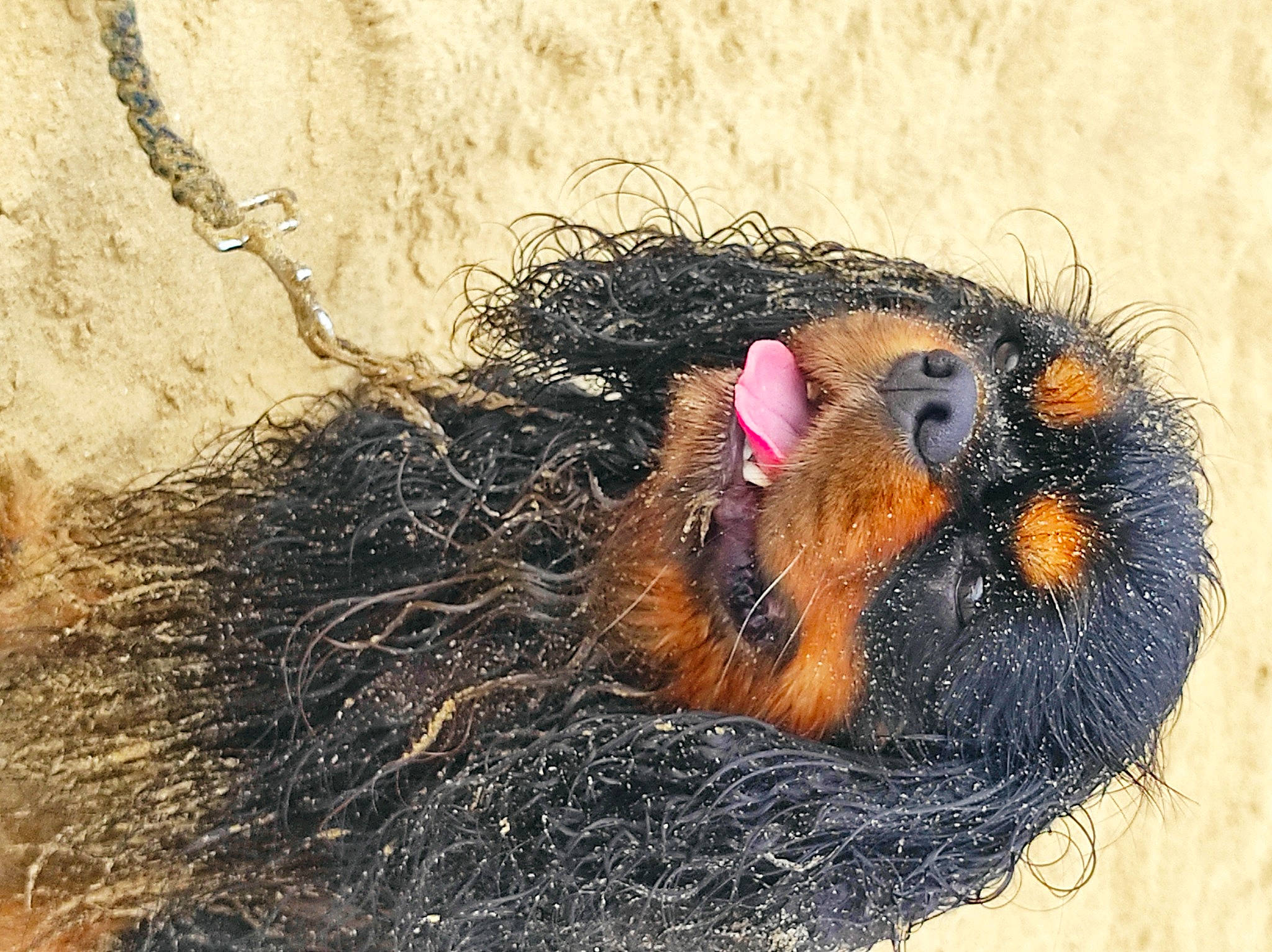 Ostral participe au concours pour gagner de l'argent avec cette photo : beak, bird, feather, flightless_bird, fur, galliformes, liver, natural_material, poultry, rodent, soil, straw, terrestrial_animal, water_bird, wildlife