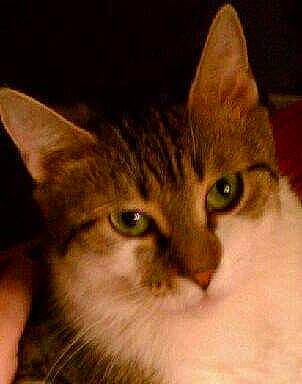 Gato is registered to the contest to win money with this photo: art, carnivore, cat, domestic_short_haired_cat, drawing, felidae, fur, illustration, iris, mouse, paint, painting, paw, photo_caption, small_to_medium_sized_cats, snout, terrestrial_animal, visual_arts, whiskers, window