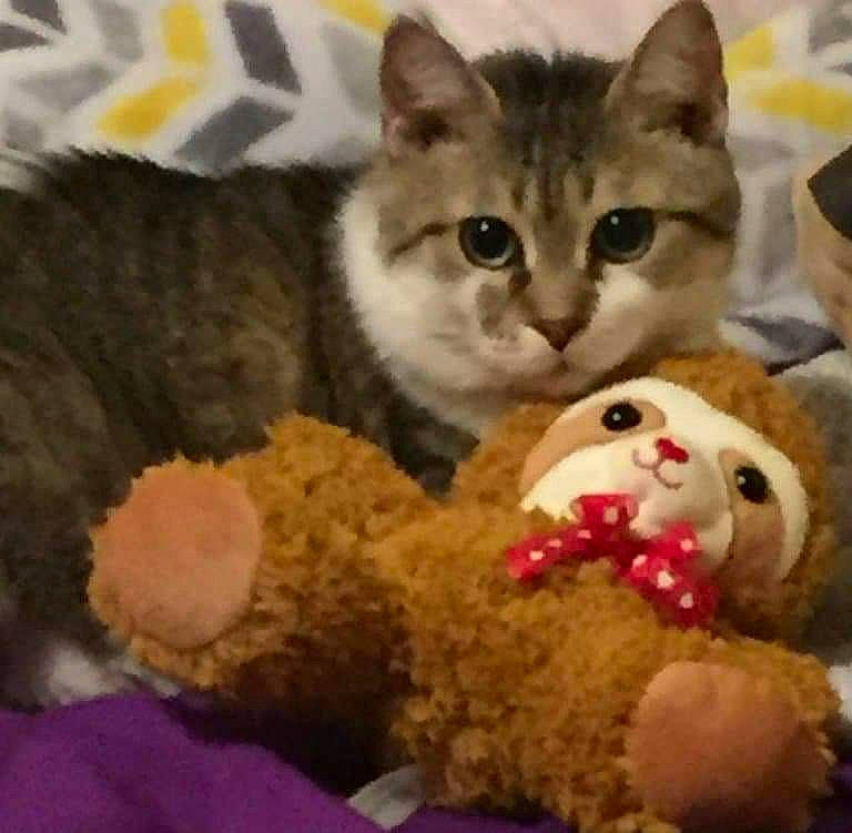 Gato joined the competition — help win amazing prizes! carnivore, cat, cat_supply, comfort, comfort_food, couch, domestic_short_haired_cat, felidae, fur, love, paw, photo_caption, plush, recipe, small_to_medium_sized_cats, snout, stuffed_toy, sweetness, toy, whiskers