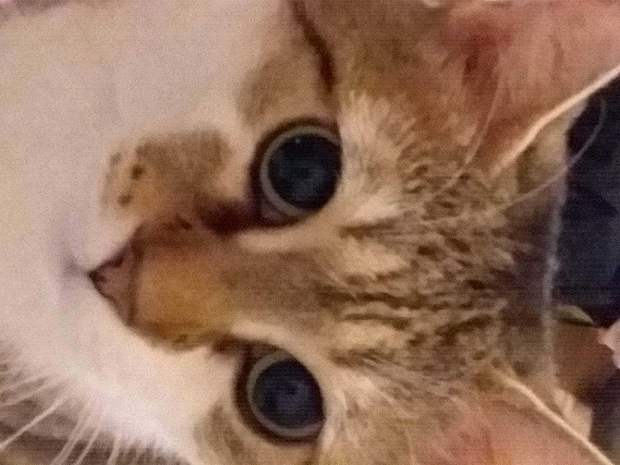 Gato is registered to the contest to win money with this photo: carnivore, cat, close_up, domestic_short_haired_cat, ear, eye, eyelash, fawn, felidae, fur, head, paw, small_to_medium_sized_cats, snout, terrestrial_animal, whiskers, wildlife