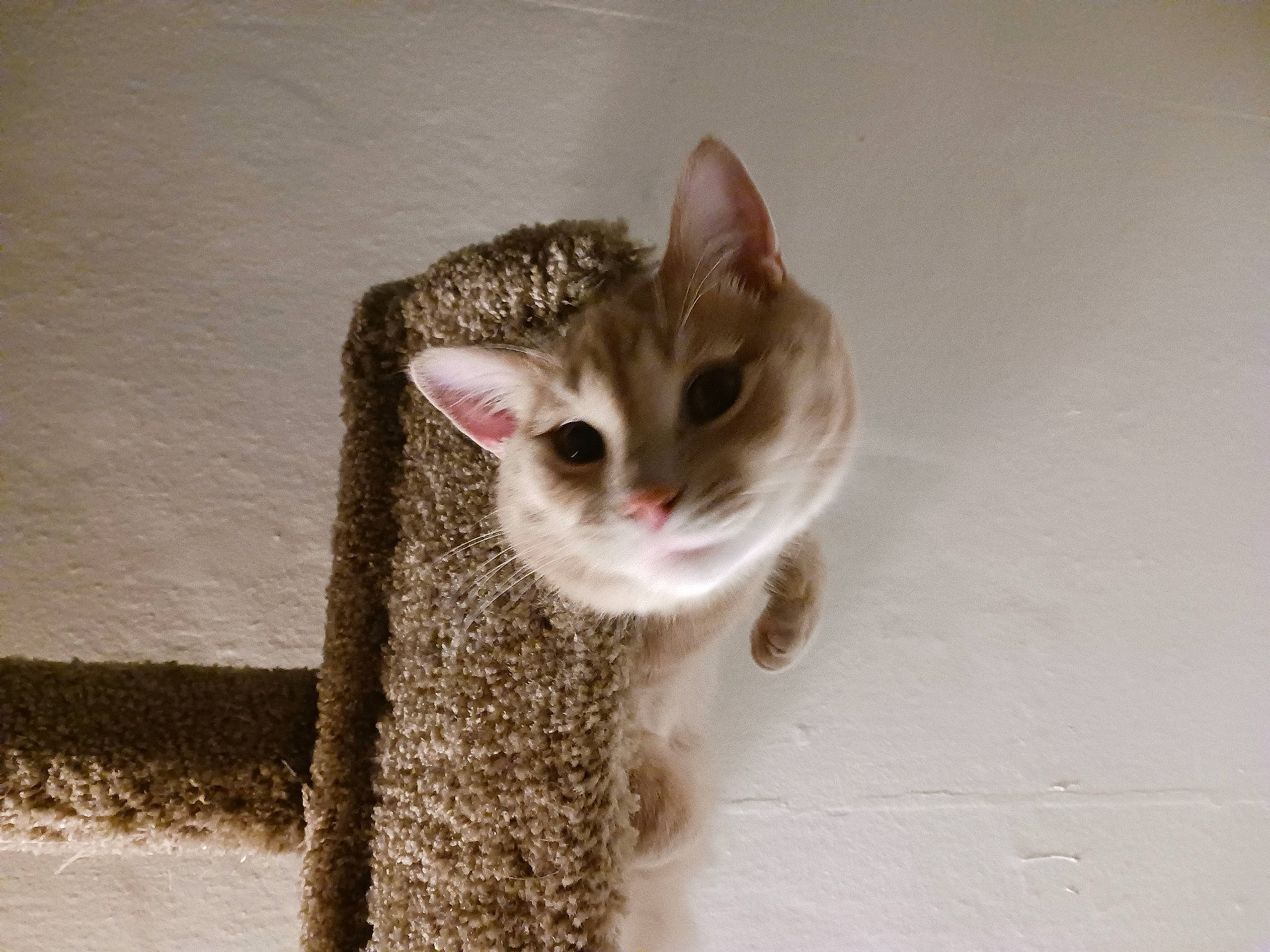 Loco Loki joined the competition — help win amazing prizes! carnivore, cat, cat_furniture, claw, domestic_short_haired_cat, door, ear, fawn, felidae, fur, paw, small_to_medium_sized_cats, tail, whiskers, wood