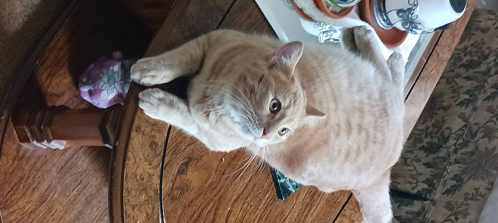 Loco Loki is registered to the contest to win money with this photo: carnivore, cat, comfort, domestic_short_haired_cat, fawn, felidae, flooring, fur, hardwood, mammal, paw, small_to_medium_sized_cats, snout, tail, tree, vertebrate, whiskers, wood, wood_flooring, wood_stain