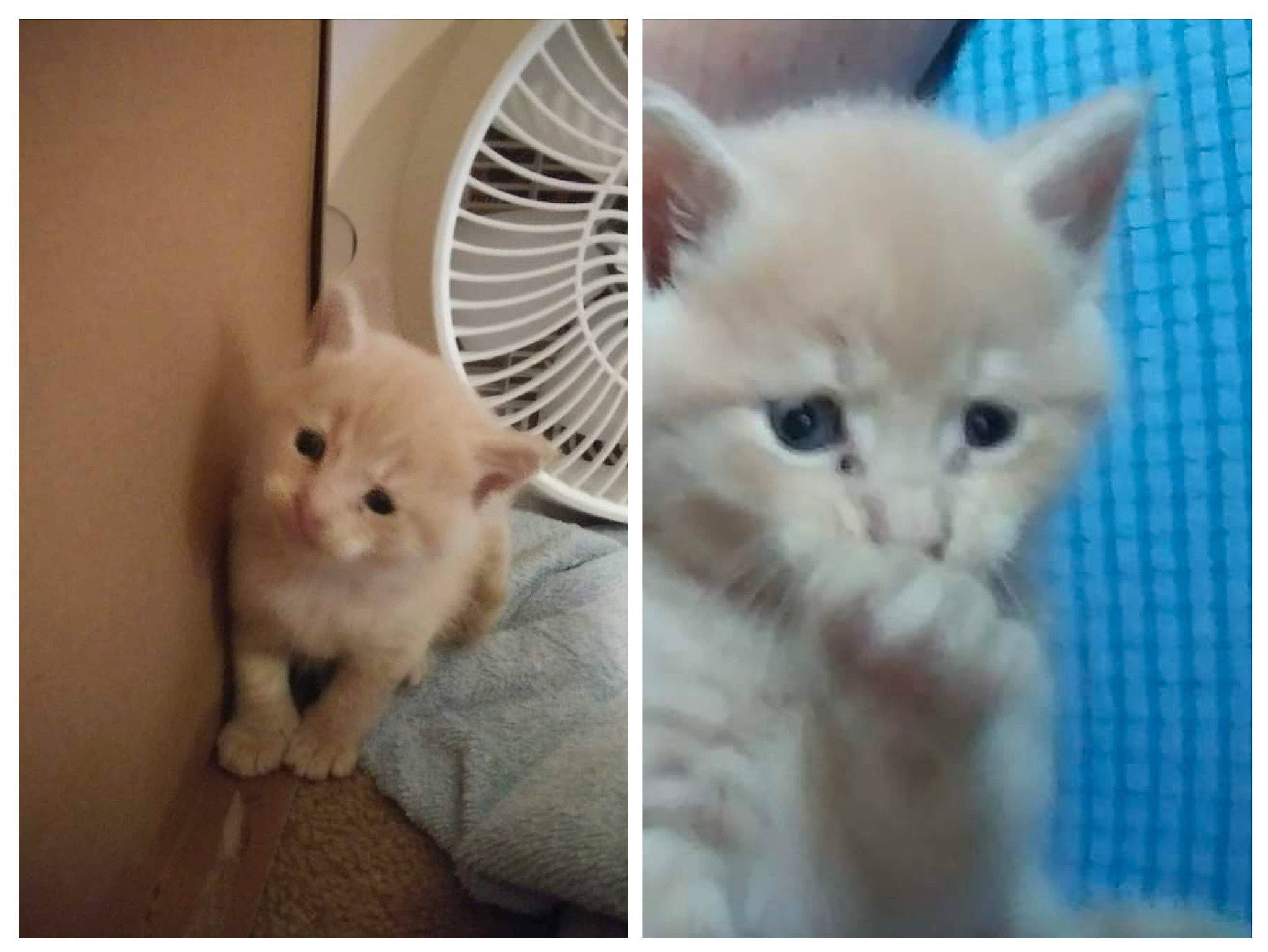 Loco Loki is registered to the contest to win money with this photo: carnivore, cat, claw, comfort, fawn, felidae, fur, gesture, paw, photo_caption, small_to_medium_sized_cats, snout, tail, vertebrate, whiskers