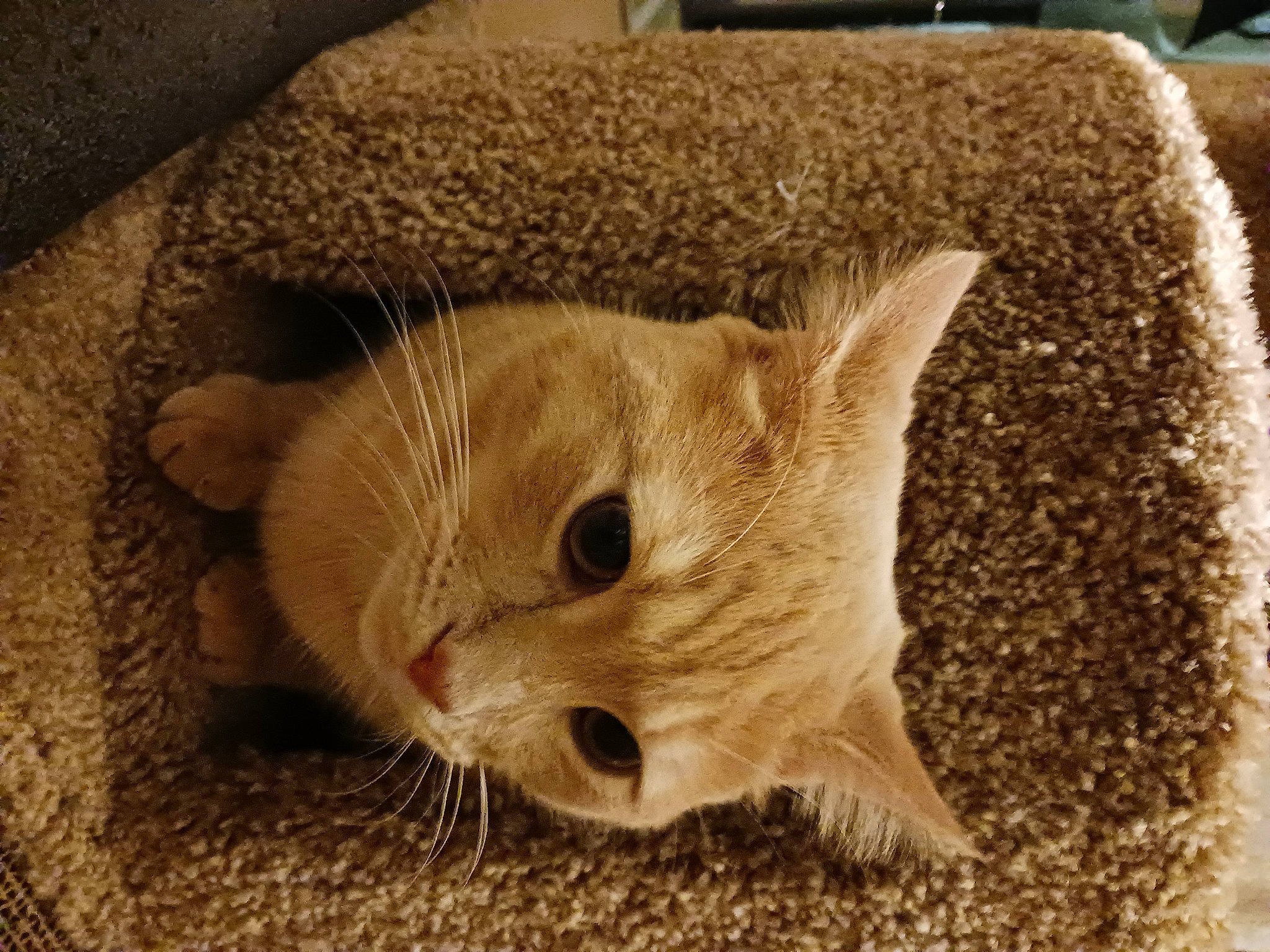 Loco Loki is registered to the contest to win money with this photo: carnivore, cat, cat_supply, claw, domestic_short_haired_cat, fawn, felidae, flooring, fur, grass, paw, pet_supply, plant, small_to_medium_sized_cats, snout, tail, terrestrial_animal, whiskers, wildlife, wood