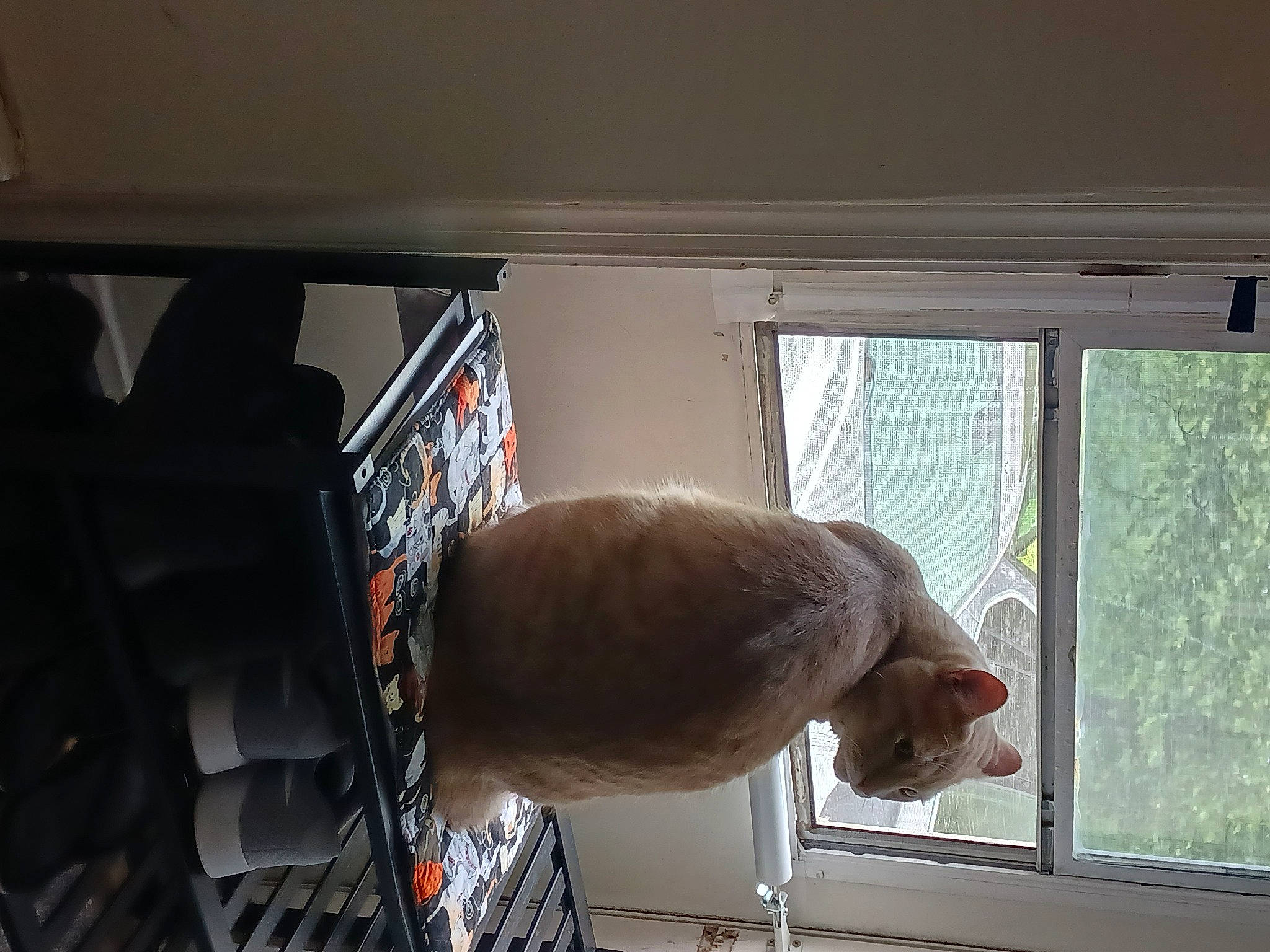 Loco Loki joined the competition — help win amazing prizes! daylighting, elbow, glass, hardwood, machine, room, sash_window, shade, tail, tints_and_shades, vehicle_door, window, windshield, wood, wrist