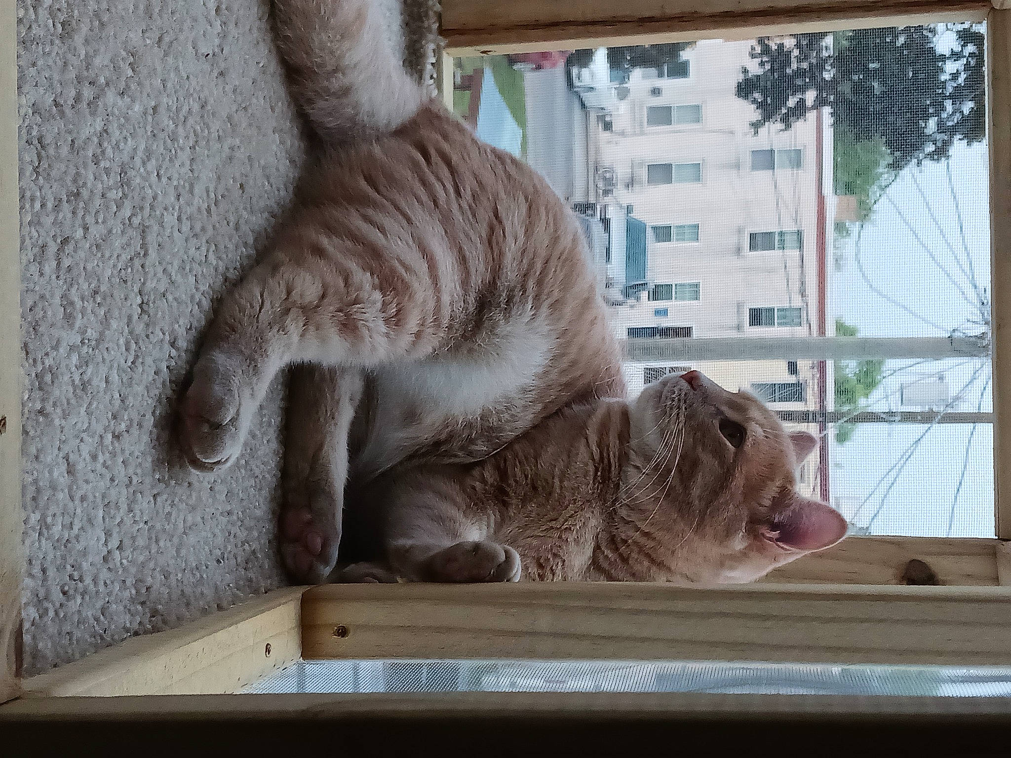 Loco Loki is registered to the contest to win money with this photo: building, carnivore, cat, cat_supply, domestic_short_haired_cat, fawn, felidae, fur, pet_supply, plant, small_to_medium_sized_cats, snout, tail, tree, whiskers, window, wood