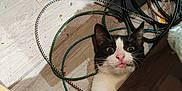 Figaro participe au concours pour gagner de l'argent avec cette photo : cat, black_and_white, floor, cables, wooden_floor, furniture, curious, indoor, pet, animal, playful, wide_eyes, whiskers, pink_nose, ears, paw, tangled_cords, household, domestic_cat, peek