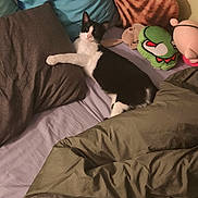 Figaro participe au concours pour gagner de l'argent avec cette photo : cat, bed, pillow, blanket, plush_toy, stuffed_animal, indoor, resting, black_and_white, furniture, cozy, pet, sleepy, comfortable, soft, animal, cute, domestic, relaxed, home