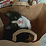 Figaro a rejoint le concours — aidez-le/la à gagner de superbes lots ! cat, black_and_white, paper_bag, curious, indoor, pet, green_eyes, whiskers, household_items, nutella_box, blanket, floor, cozy, cute, feline, domestic_animal, looking_up, paper_handle, close_up, playful