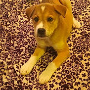 Rebel is registered to the contest to win money with this photo: animal, bed, blanket, brown_fur, canine, cute, dog, ears, front_paws, fur, indoor, looking, lying_down, patterned_blanket, pet, puppy, resting, white_paws, white_snout, young_dog