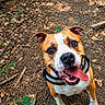 animal, brown_and_white_dog, canine, collar, dirt_path, dog, excited, forest, happy, leaves, looking_up, nature, outdoor, pet, playful, smiling, sunlight, tongue_out, trail, walking_path