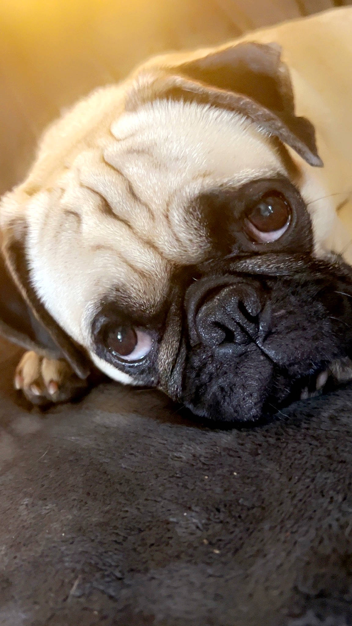 Nova Bean is registered to the contest to win money with this photo: canidae, carnivore, close_up, companion_dog, dog, dog_breed, ear, fawn, fur, liver, nose, pug, puppy, snout, sporting_group, terrestrial_animal, toy_dog, whiskers, working_animal, wrinkle