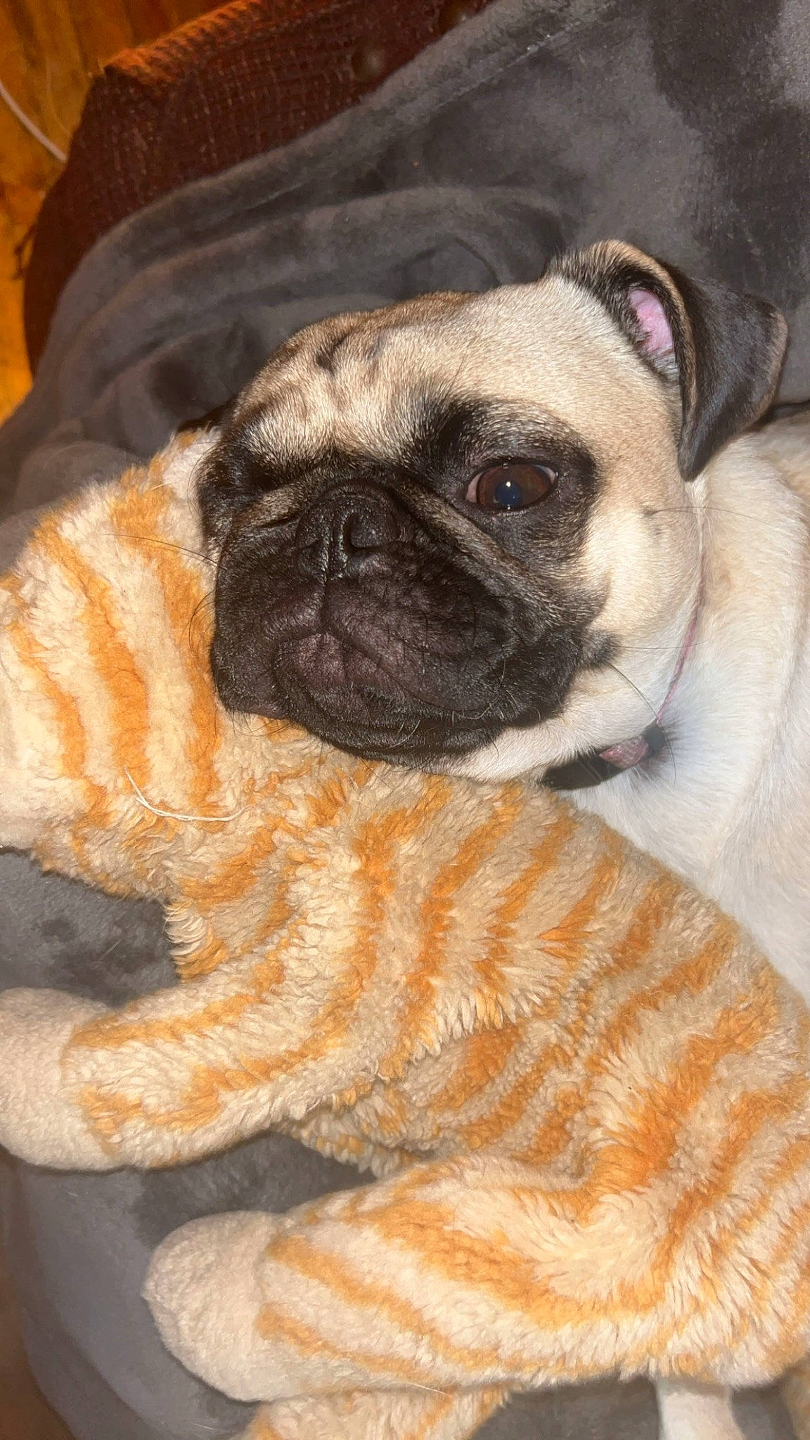 Nova Bean joined the competition — help win amazing prizes! ancient_dog_breeds, canidae, carnivore, comfort, companion_dog, dog, dog_breed, fawn, fur, linens, non_sporting_group, pug, puppy, snout, sporting_group, terrestrial_animal, toy_dog, whiskers, working_animal, wrinkle