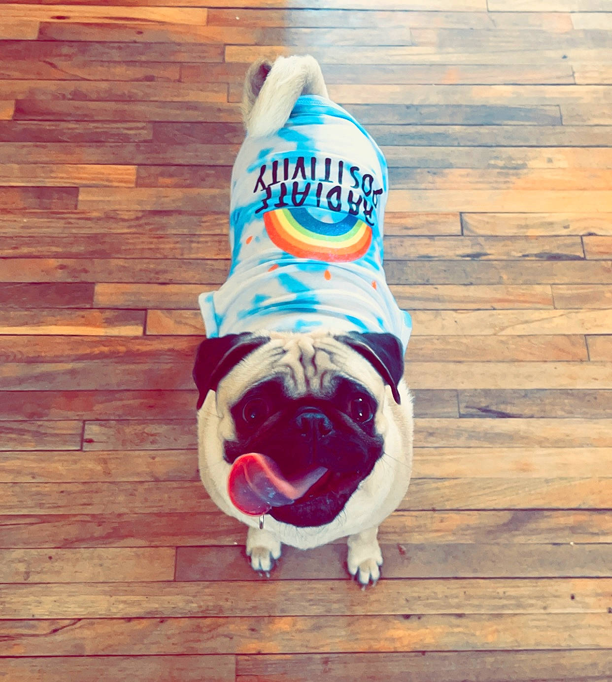 Nova Bean is registered to the contest to win money with this photo: carnivore, companion_dog, dog, dog_breed, electric_blue, eyewear, fawn, floor, flooring, goggles, hardwood, laminate_flooring, rectangle, sleeve, snout, sportswear, t_shirt, tail, wood, wood_stain