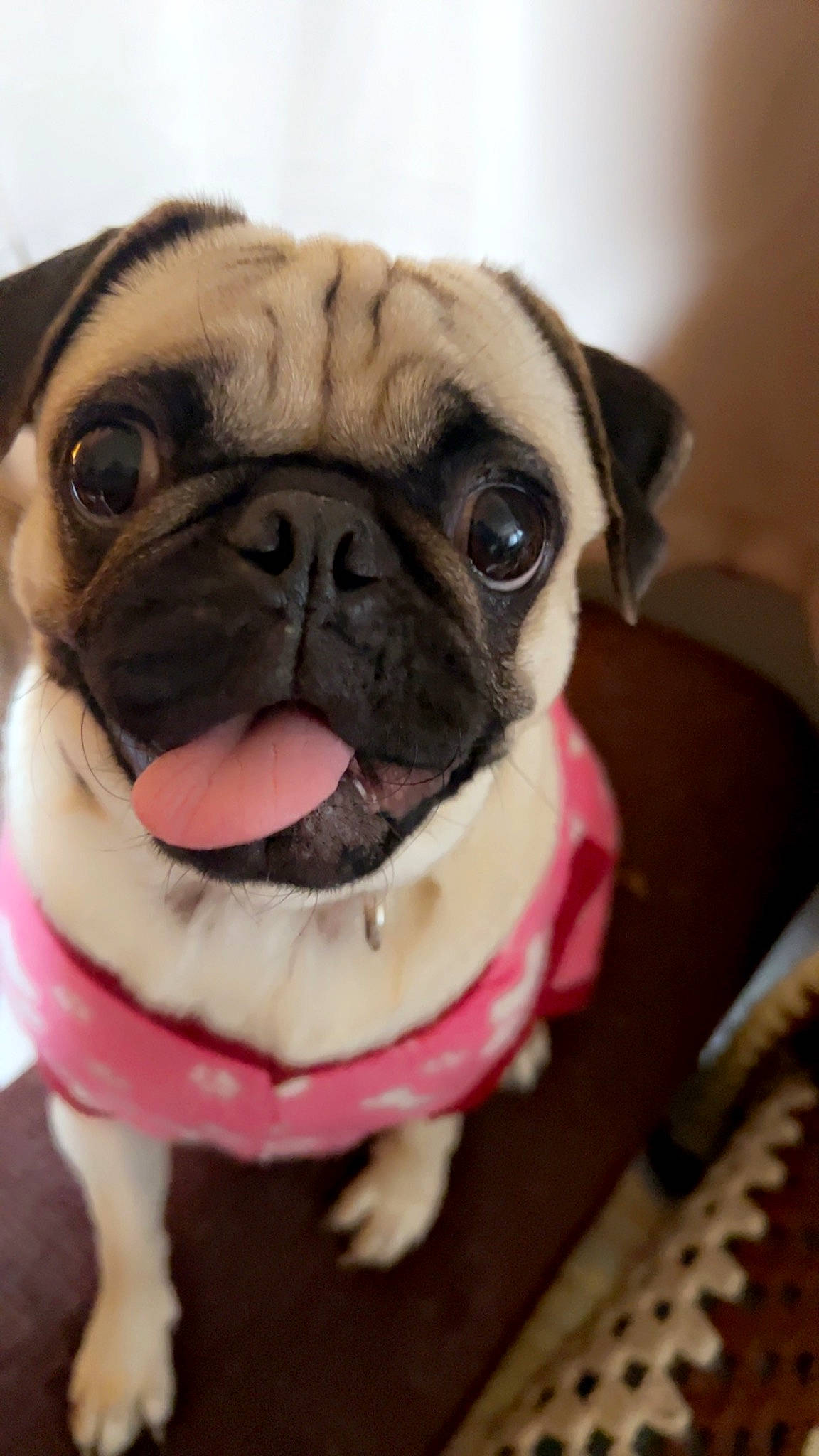 Nova Bean joined the competition — help win amazing prizes! canidae, carnivore, collar, companion_dog, dog, dog_breed, dog_collar, dog_supply, fawn, fur, leash, pug, puppy_love, snout, sporting_group, terrestrial_animal, toy_dog, whiskers, working_animal, wrinkle