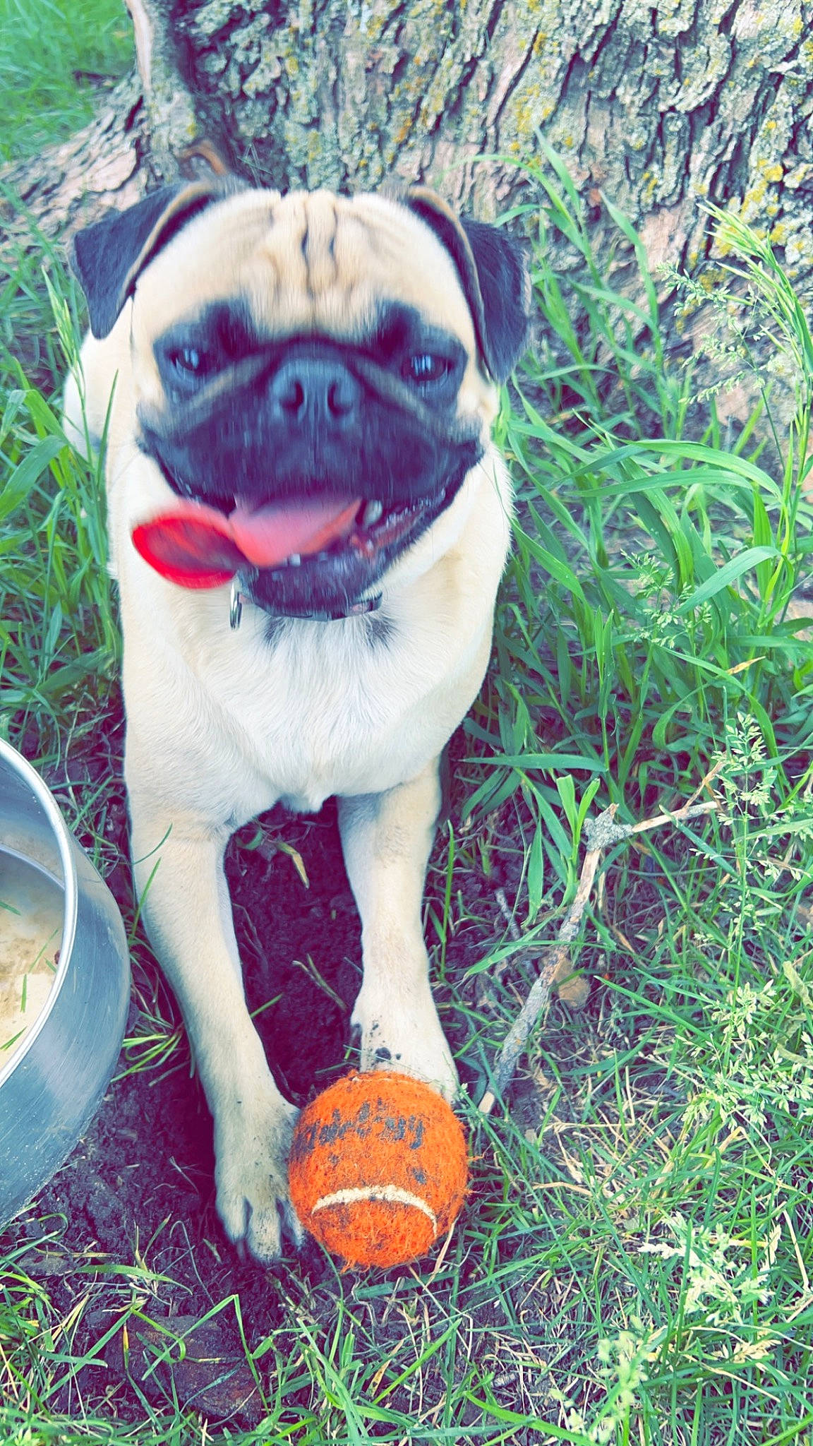 Nova Bean is registered to the contest to win money with this photo: carmine, carnivore, collar, companion_dog, dog, dog_breed, dog_clothes, dog_collar, dog_supply, fawn, grass, plant, pug, snout, sporting_group, tail, toy_dog, tree, working_animal, wrinkle