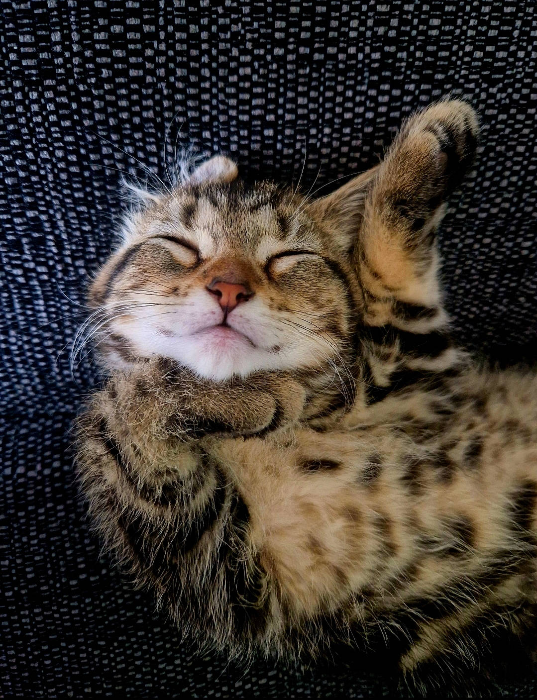 Axel is registered to the contest to win money with this photo: big_cats, carnivore, cat, claw, close_up, domestic_short_haired_cat, fawn, felidae, fur, paw, small_to_medium_sized_cats, snout, terrestrial_animal, whiskers, wildlife