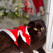 Ryle participe au concours pour gagner de l'argent avec cette photo : abyssinian, animal, bird, blackbird, blackcat, blanket, cat, flower, kitten, manx, person, pet, plant, plush, pottedplant, siamese, toy