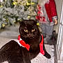 Ryle participe au concours pour gagner de l'argent avec cette photo : abyssinian, accessories, adult, animal, blackcat, cat, christmas, christmasdecorations, doll, featherboa, female, festival, figurine, kitten, leash, manx, person, pet, toy, woman