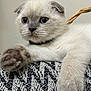 Channelle a rejoint le concours — aidez-le/la à gagner de superbes lots ! kitten, cat, blue_eyes, white_fur, paw, close_up, pet, animal, cute, feline, whiskers, soft, indoor, resting, young, fur, collar, curious, domestic_cat, texture