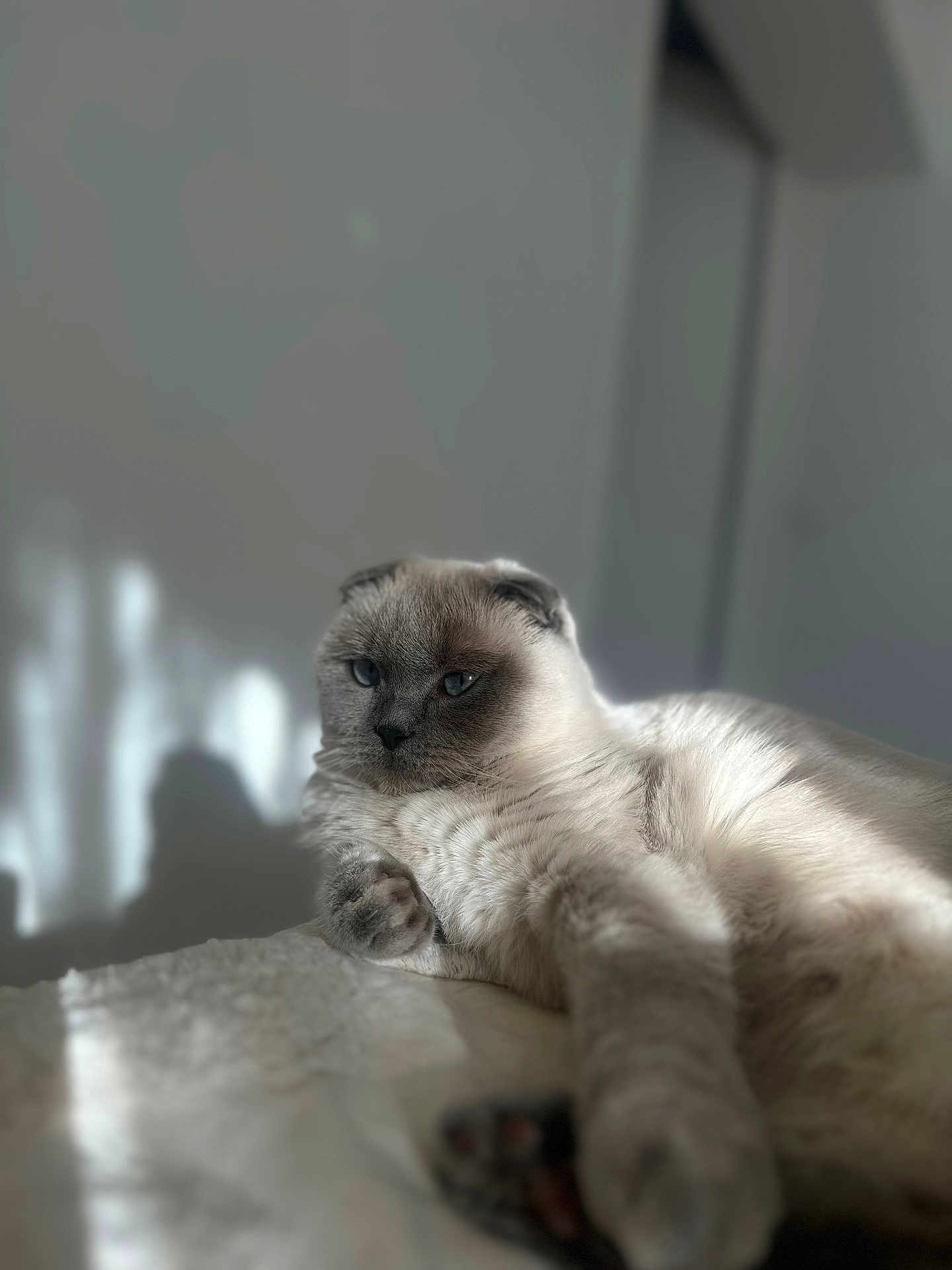 Channelle a rejoint le concours — aidez-le/la à gagner de superbes lots ! cat, fluffy, blue_eyes, folded_ears, sunlight, shadow, indoor, relaxed, soft_surface, closeup, pet, feline, whiskers, paw, contemplative, resting, cozy, light_and_shadow, portrait, animal