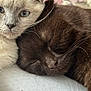 Channelle participe au concours pour gagner de l'argent avec cette photo : cat, kitten, sleeping, closeup, fur, whiskers, cute, animal, pet, snuggling, friendship, blue_eyes, brown_fur, gray_fur, soft_texture, relaxation, companion, indoors, resting, cozy