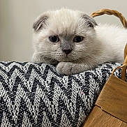 Channelle a rejoint le concours — aidez-le/la à gagner de superbes lots ! kitten, cat, animal, pet, cute, fluffy, white_fur, gray_fur, texture, blanket, basket, indoor, close_up, portrait, resting, soft, small, young, face, ears