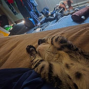 Caramel joined the competition — help win amazing prizes! animal, bed, blanket, casual, cat, comfort, cozy, fur, furniture, home, indoor, messy, paws, pet, relaxing, resting, sleeping, soft, striped, tabby