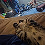 animal, bed, blanket, casual, cat, comfort, cozy, fur, furniture, home, indoor, messy, paws, pet, relaxing, resting, sleeping, soft, striped, tabby