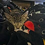animal, blanket, cat, closeup, comfort, cozy, cute, feline, fur, indoors, kitten, nap, pet, relax, rest, sleeping, soft, tabby, warm, young
