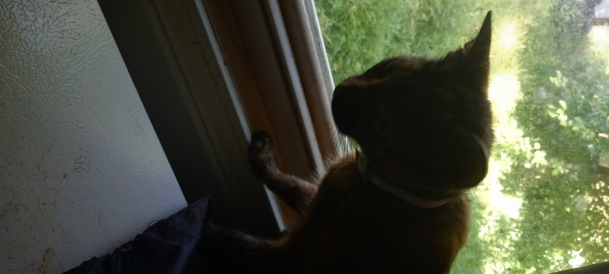 Yoda Bear joined the competition — help win amazing prizes! black_cat, carnivore, cat, darkness, dog_breed, domestic_short_haired_cat, fawn, felidae, fur, plant, shadow, small_to_medium_sized_cats, snout, tail, terrestrial_animal, tints_and_shades, tree, whiskers, window, wood