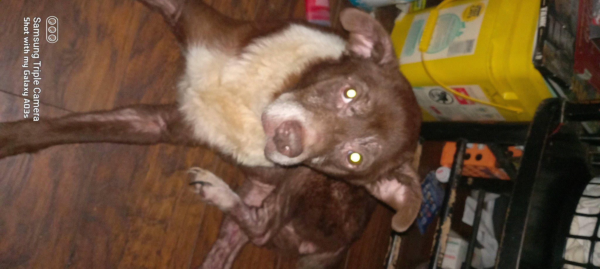 Jackie Odessa joined the competition — help win amazing prizes! borador, box, canidae, carnivore, companion_dog, dog, dog_breed, ear, fang, fawn, flooring, fur, hardwood, jaw, liver, snout, sporting_group, whiskers, wood, working_animal