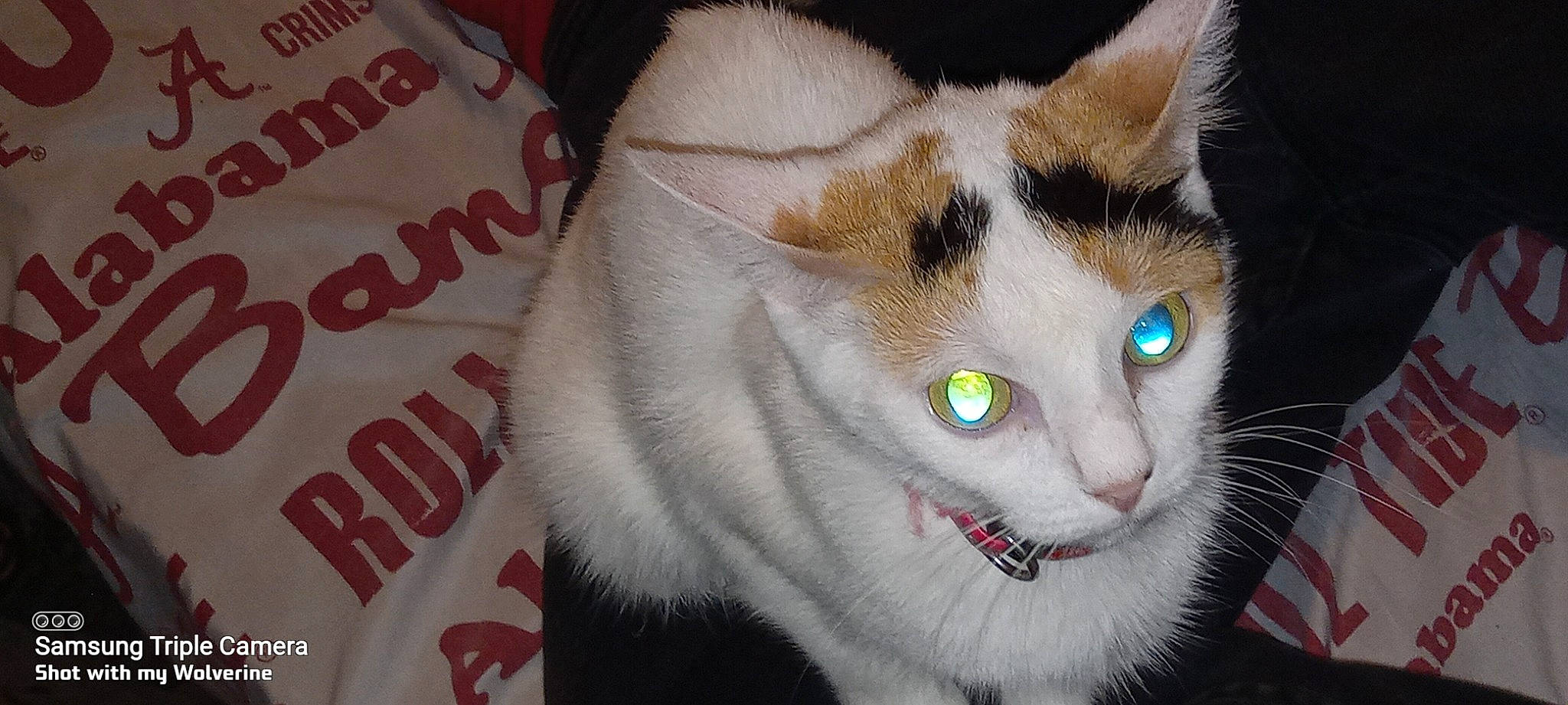 Prissy Deily joined the competition — help win amazing prizes! carnivore, cat, collar, domestic_short_haired_cat, fang, felidae, fur, paw, small_to_medium_sized_cats, snout, tail, whiskers, window