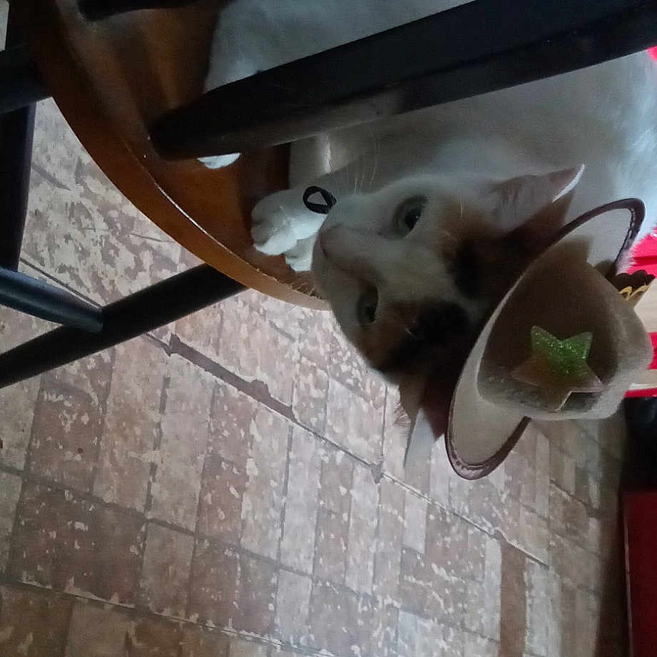 Prissy Deily