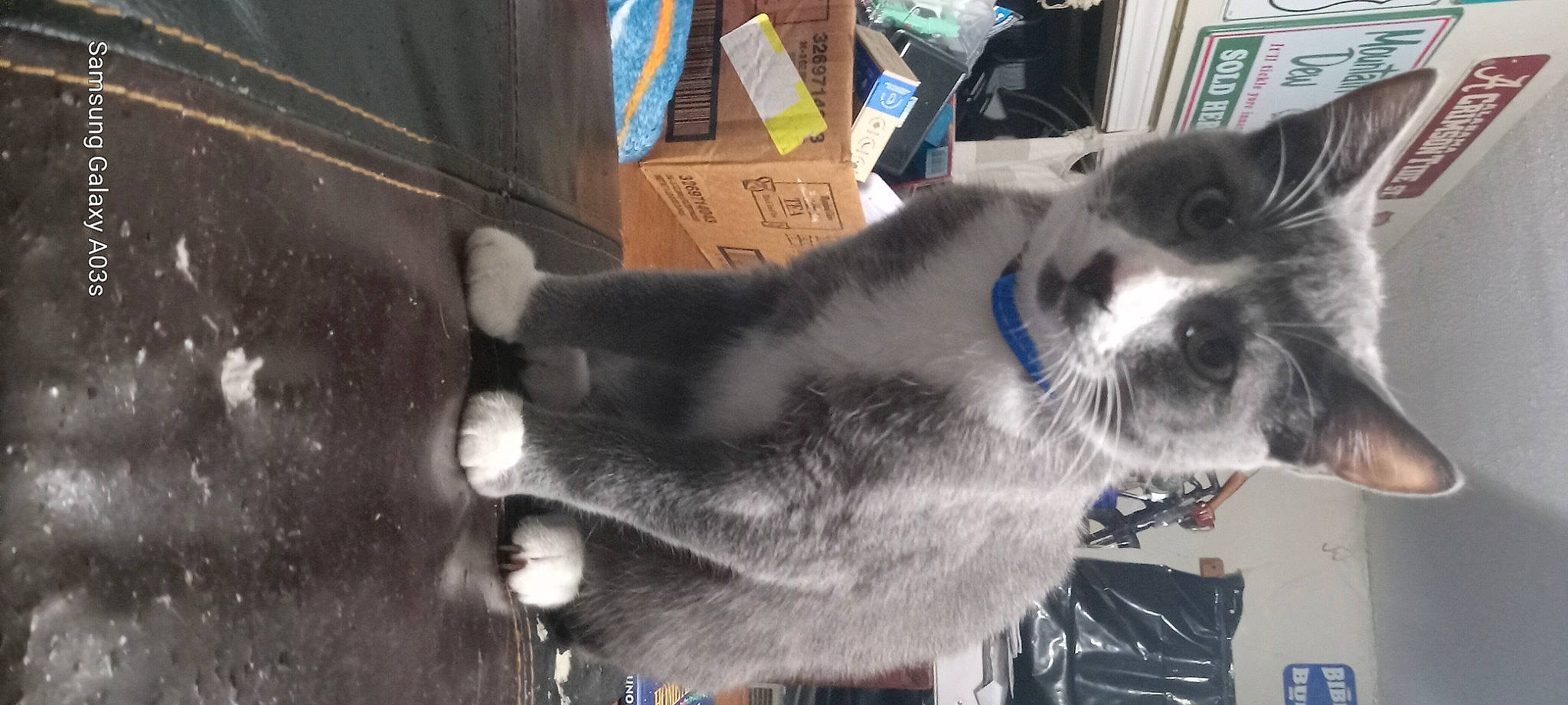 Bocephus is registered to the contest to win money with this photo: box, carnivore, collar, companion_dog, dog_breed, domestic_short_haired_cat, electric_blue, felidae, fur, small_to_medium_sized_cats, snout, tail, terrestrial_animal, whiskers, working_animal