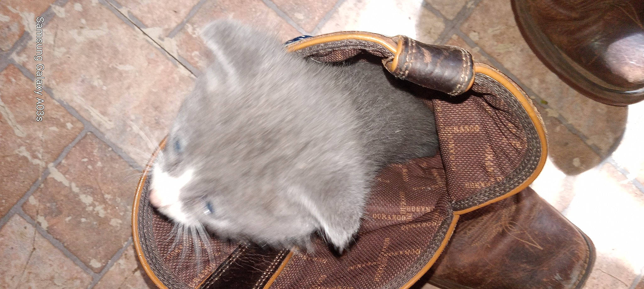 Bocephus is registered to the contest to win money with this photo: bag, baggage, carnivore, cat, collar, domestic_short_haired_cat, fashion_accessory, fawn, felidae, fur, grey, liver, luggage_and_bags, pet_supply, shoulder_bag, small_to_medium_sized_cats, snout, tail, whiskers, working_animal