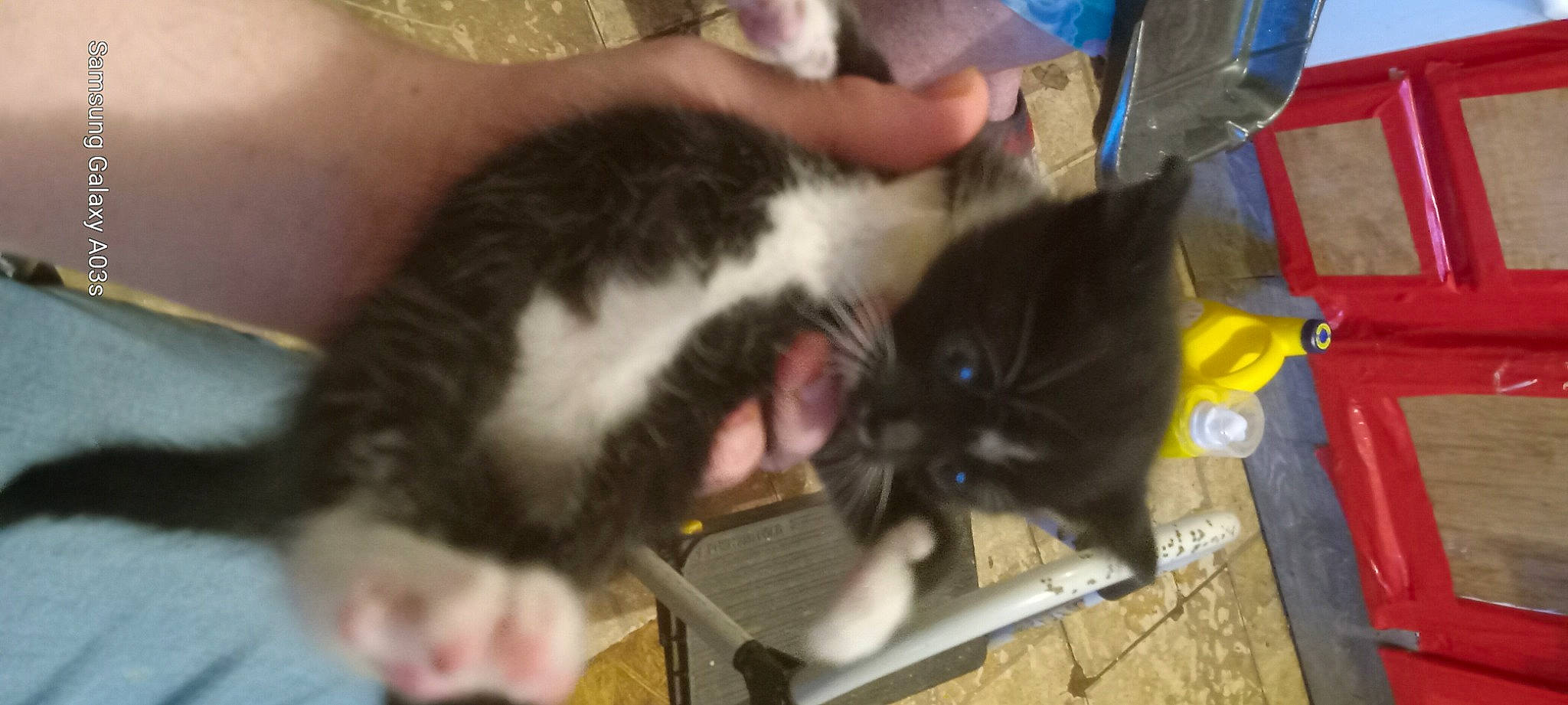 Po is registered to the contest to win money with this photo: black_cat, canidae, carnivore, cat, claw, comfort, companion_dog, dog_breed, domestic_short_haired_cat, ear, felidae, fur, lap, nail, paw, small_to_medium_sized_cats, snout, sporting_group, tail, whiskers