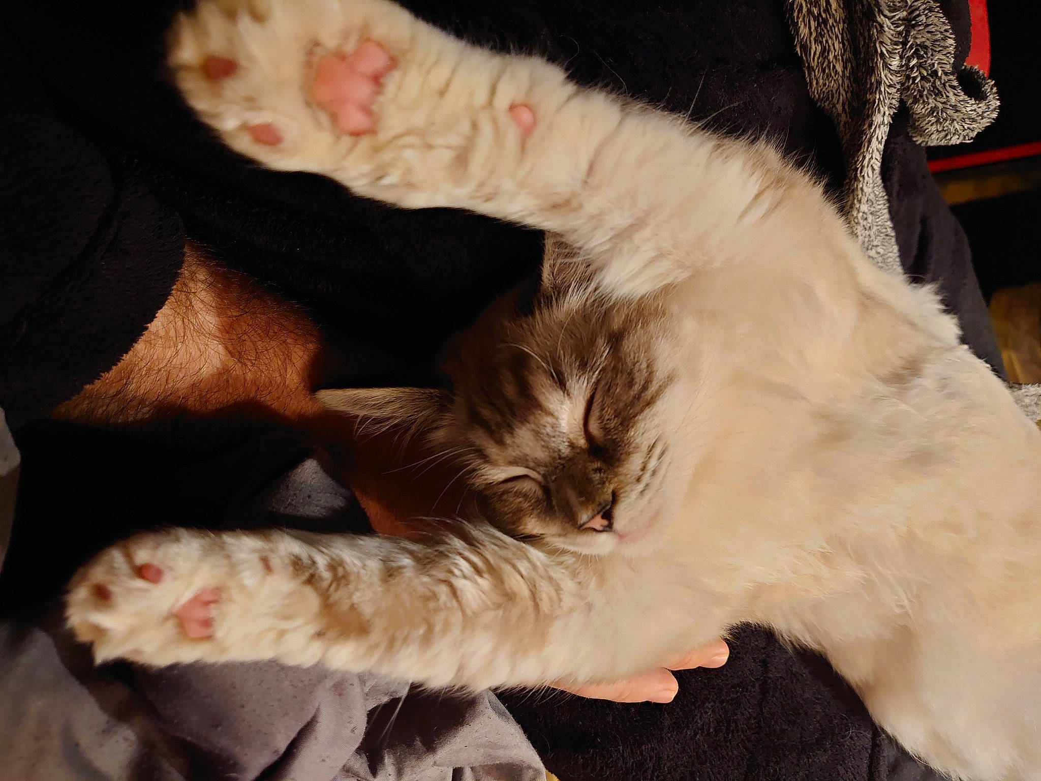 Frosty joined the competition — help win amazing prizes! canidae, carnivore, cat, comfort, companion_dog, dog_breed, ear, fawn, felidae, fur, gesture, human_leg, lap, nail, paw, small_to_medium_sized_cats, snout, sporting_group, tail, whiskers